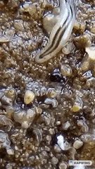 Nemertopsis bivittata