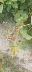 Malva parviflora
