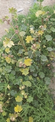 Malva parviflora