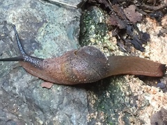 Stanisicarion freycineti