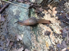 Stanisicarion freycineti