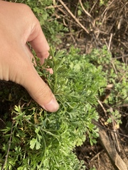 Artemisia capillaris