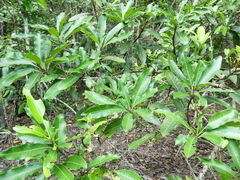 Buchanania arborescens
