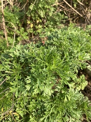 Artemisia capillaris