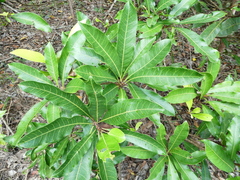 Buchanania arborescens