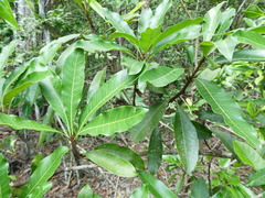 Buchanania arborescens