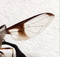 Allobaccha siphanticida