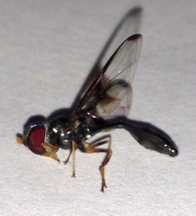 Allobaccha siphanticida