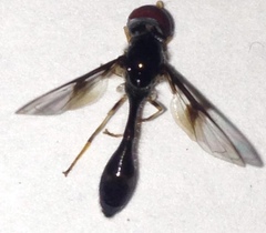 Allobaccha siphanticida
