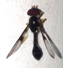 Allobaccha siphanticida