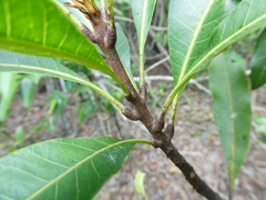 Buchanania arborescens