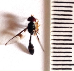 Allobaccha siphanticida