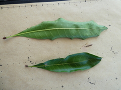 Buchanania arborescens