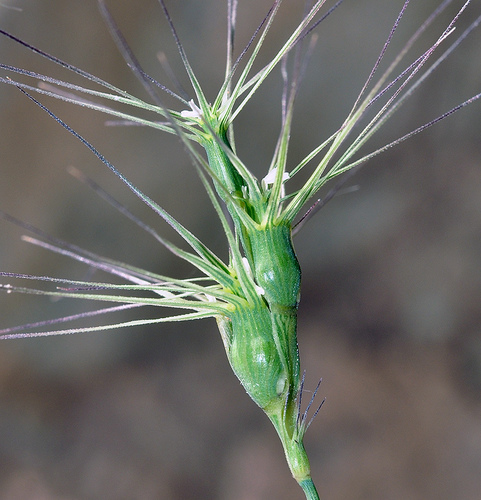 Cerere comune