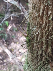 Phricta aberrans