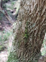 Phricta aberrans