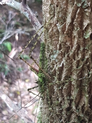 Phricta aberrans