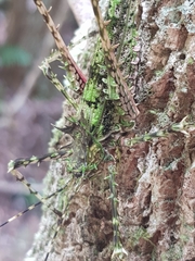 Phricta aberrans