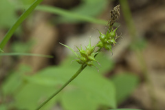 Carex longirostrata
