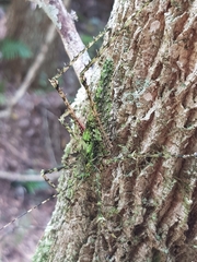 Phricta aberrans