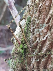 Phricta aberrans
