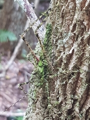 Phricta aberrans
