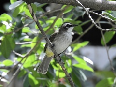 Pycnonotus goiavier