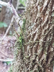 Phricta aberrans