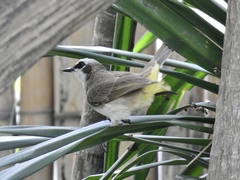 Pycnonotus goiavier