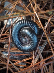 Archispirostreptus syriacus