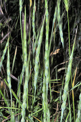 Aegilops ventricosa