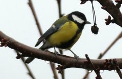 Parus major major