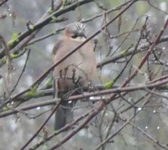 Garrulus glandarius