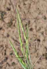 Aegilops ventricosa