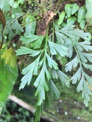 Asplenium aethiopicum