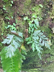 Asplenium aethiopicum