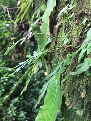 Asplenium aethiopicum