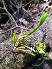Dendrobium gracilicaule
