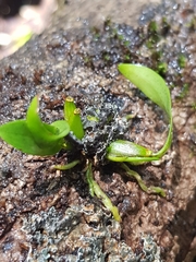 Dendrobium gracilicaule