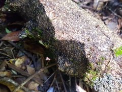 Dendrobium gracilicaule