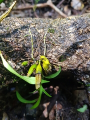 Dendrobium gracilicaule