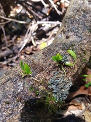 Dendrobium gracilicaule