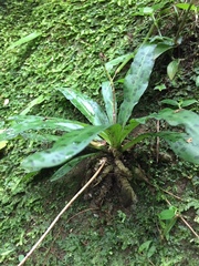 Stenoglottis fimbriata