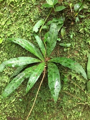 Stenoglottis fimbriata