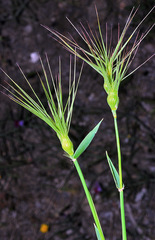 Aegilops neglecta