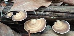 Trametes modesta