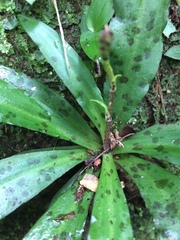 Stenoglottis fimbriata