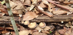 Trametes modesta