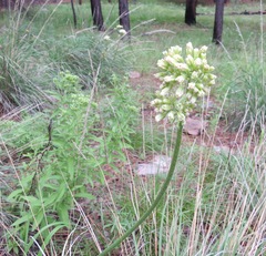 Psacalium decompositum