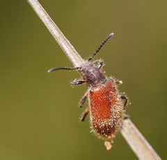 Metriolagria affinis